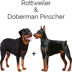 Rotterman Dog